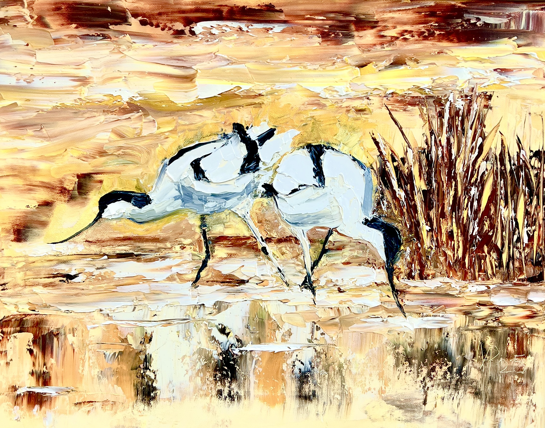 Avocets Foraging